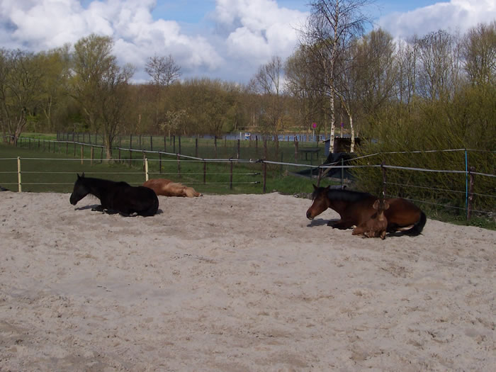 mijn rustende paarden